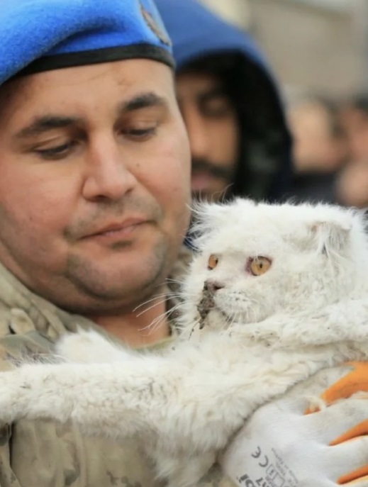 مسؤولو الإنقاذ يحملون قطة تركية تم إنقاذها من تحت الأنقاض في تركيا التي ضربها الزلزال.