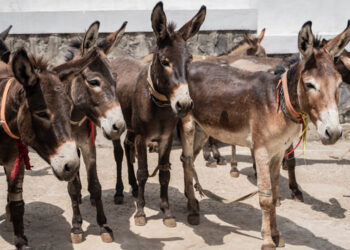 Six million donkeys slaughtered for Chinese medicine: charity
