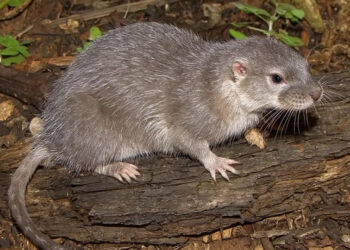 اكتشاف نوع جديد من القوارض شبه المائية في ماتشو بيتشو