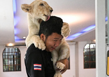 'Absolute madness': Thailand's pet lion problem