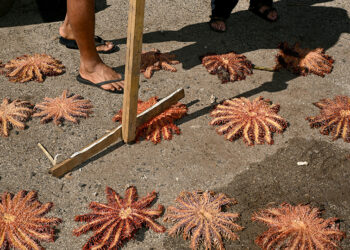 Cook Islands wages war on 'plague' of hungry starfish