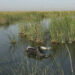 Drought in Iraqi marshes causing buffalo deaths and farmer migrations
