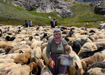 عملية السلام في تركيا تعيد الرعاة الأكراد وقطعانهم إلى المروج الجبلية