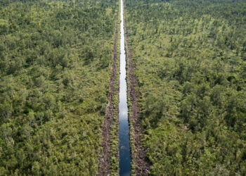 'Lungs of the Earth': the Indonesians fighting for peatland