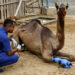 Pakistani camel relearns to walk with prosthetic leg