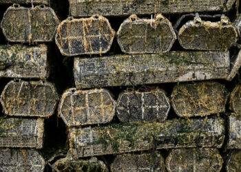 UK water pollution alarms summer bathers