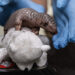 Conservationists call for more data to help protect pangolins