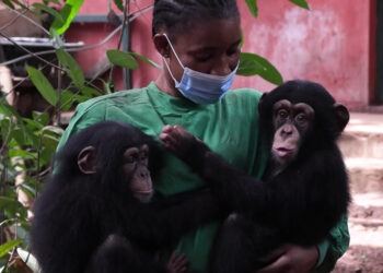Deforestation in S.Leone national park threatens chimps, humans alike