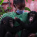 Deforestation in S.Leone national park threatens chimps, humans alike