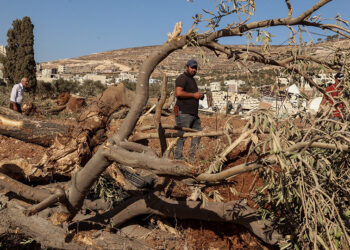 Israeli bulldozers uproot hundreds of trees in West Bank village