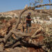 Israeli bulldozers uproot hundreds of trees in West Bank village