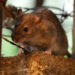 New York declares total war on prolific rat population