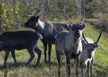 Reindeer suffer as Finland swelters in record heatwave