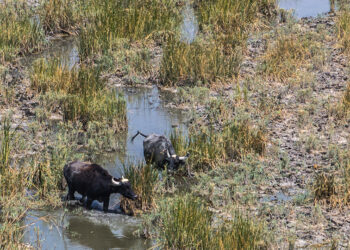 'The marshes are dead': Iraqi buffalo herders wander in search of water