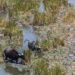 'The marshes are dead': Iraqi buffalo herders wander in search of water