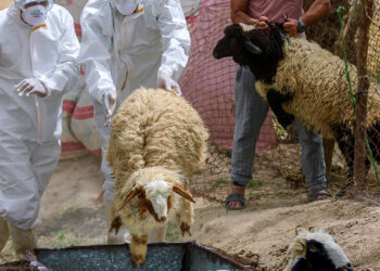 42 Deaths from Hemorrhagic Fever Reported in Iraq Since Start of 2025 (Official) Baghdad, Iraq