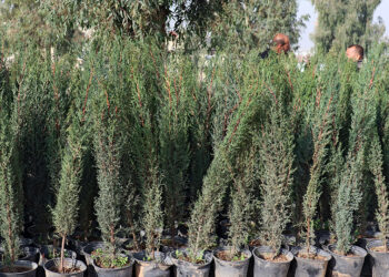 Baghdad to Launch Major Tree-Planting Campaign with 300,000 Trees
