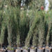 Baghdad to Launch Major Tree-Planting Campaign with 300,000 Trees