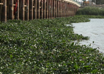 Invasive Plants and Bacteria Threaten Iraq’s Euphrates River (Official)
