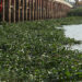 Invasive Plants and Bacteria Threaten Iraq’s Euphrates River (Official)