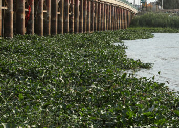 Water Resources Ministry Launches Campaign to Clear Euphrates of Water Hyacinth in Dhi Qar