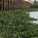 Water Resources Ministry Launches Campaign to Clear Euphrates of Water Hyacinth in Dhi Qar