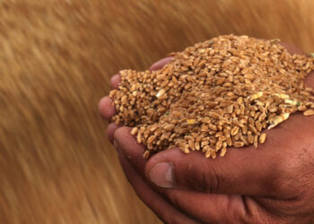 Trade Ministry Denies Claims of “Poisoned Wheat,” Confirms Safety of Stocks and Local Produce