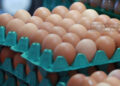 Iraq egg prices