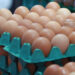 Iraq egg prices - إنتاج تقاوي البطاطا
