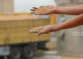 Iraq wheat surplus - فائض إنتاج الحنطة