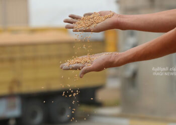 Iraq wheat surplus - فائض إنتاج الحنطة