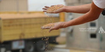 Iraq wheat surplus - فائض إنتاج الحنطة