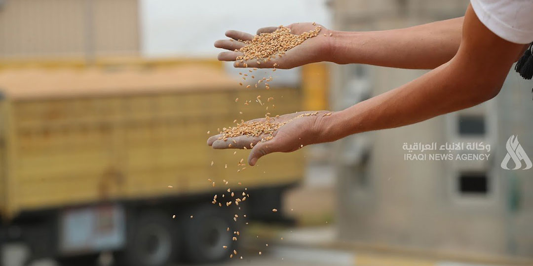 Iraq wheat surplus - فائض إنتاج الحنطة