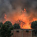 Algeria wildfires - حرائق الغابات في الجزائر