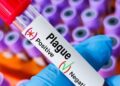 plague outbreak in Siberia